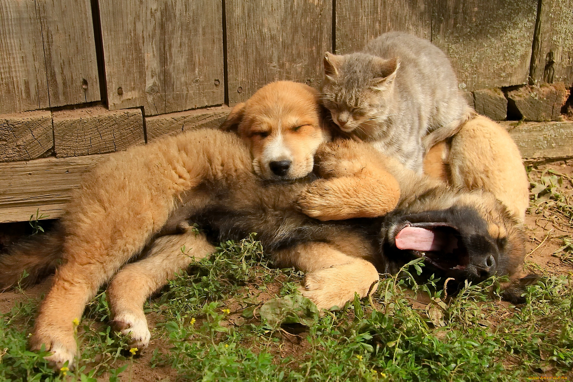 Человек и кошка вместе. Дружба животных. Кошки и собаки. Собака с кошкой дружат. Дружба кошки и собаки.